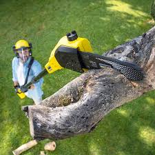 Best Root Management and Removal  in Glen Cove, NY