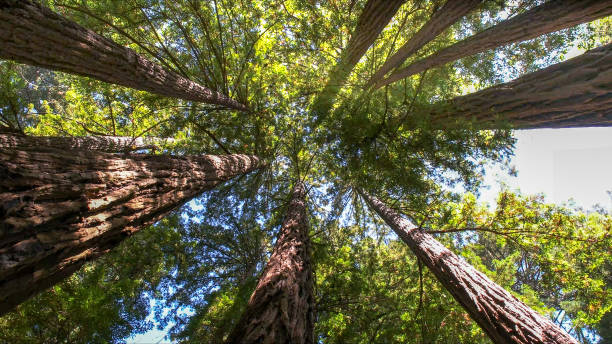 Best Tree Cabling and Bracing  in Glen Cove, NY