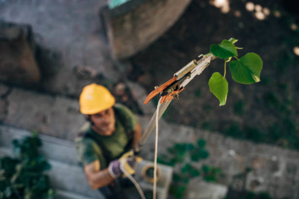 Best Tree Health Inspection  in Glen Cove, NY