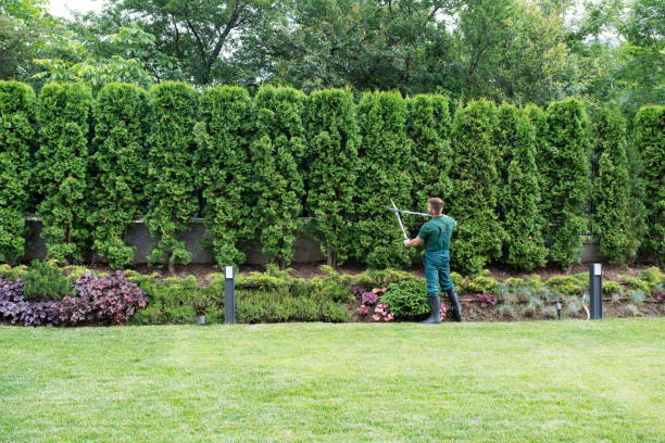 Best Tree and Shrub Care  in Glen Cove, NY
