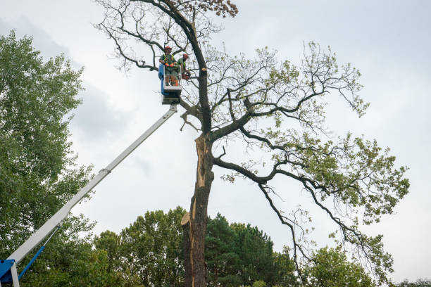 Best Hedge Trimming  in Glen Cove, NY