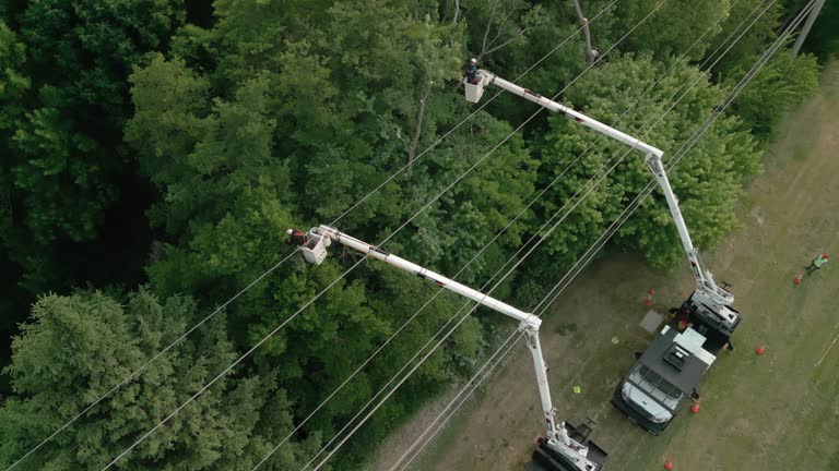 Best Tree Preservation Services  in Glen Cove, NY