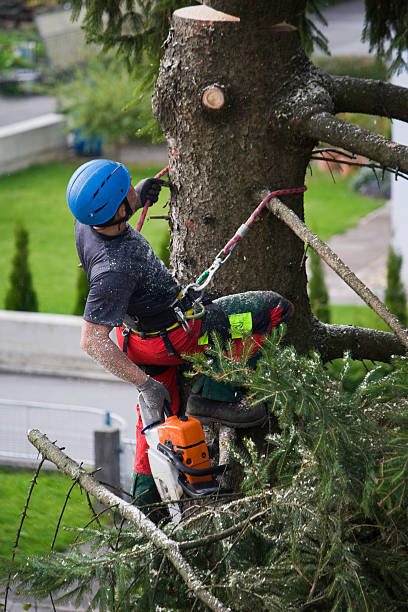 Best Utility Line Clearance  in Glen Cove, NY