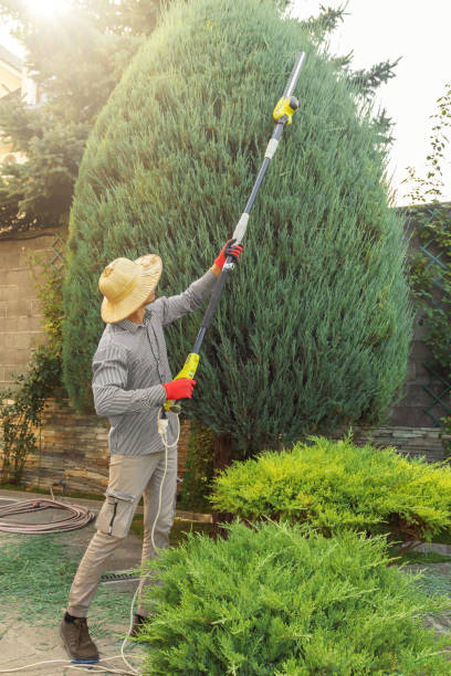 Best Arborist Consultation Services  in Glen Cove, NY