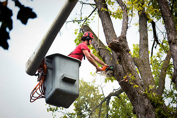 How Our Tree Care Process Works  in  Glen Cove, NY